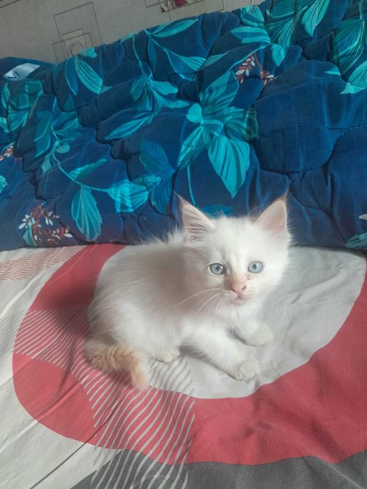 Котята бесплатно.