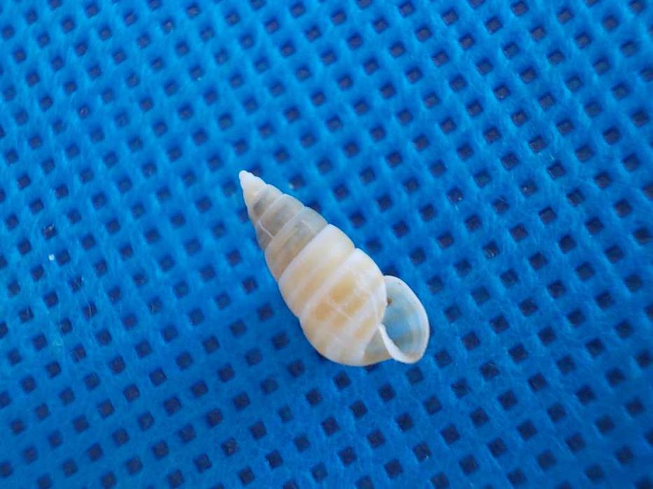 Muszle morskie- Pyramidella guardiarioorum