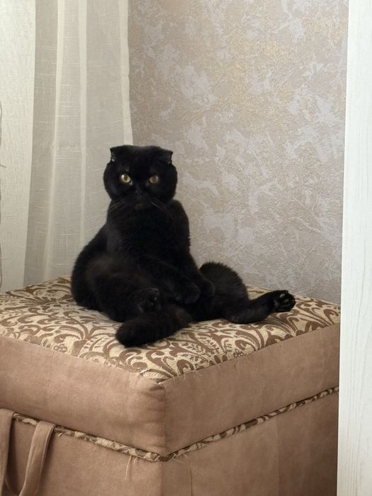 Шотланська вісловуха