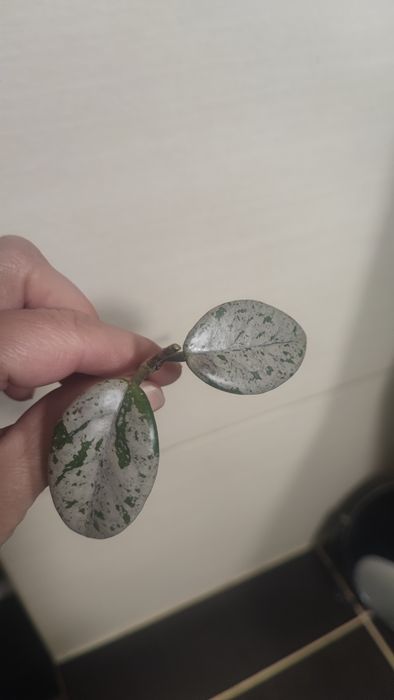 Hoya Carnosa Wilbur graves