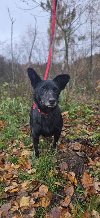 7kg sunia do adopcji