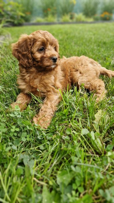 Sunia cavapoo f1