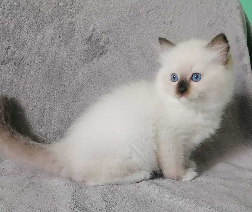 Чарівний пухнастик с добрими навичками-порода регдал