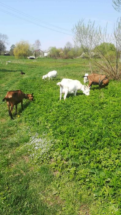 Молоко козяче свіже, солодке.