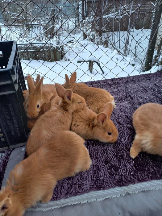 Продам кроликов породы Бургундия