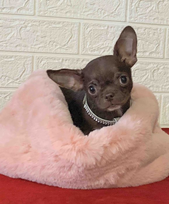 Шоколадная девочка чихуахуа