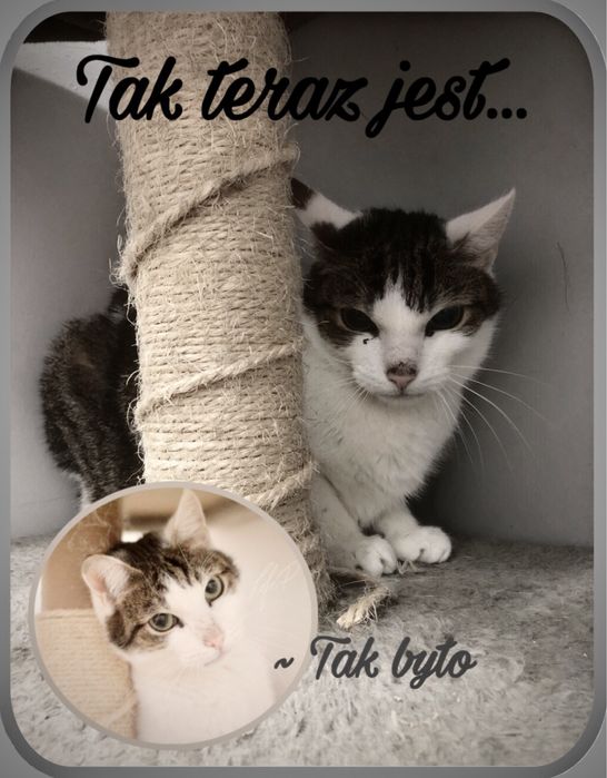Bardzo prosimy o dom dla Termita!