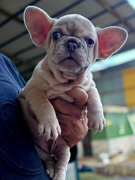 Bulldog Francês FÊMEA Merle