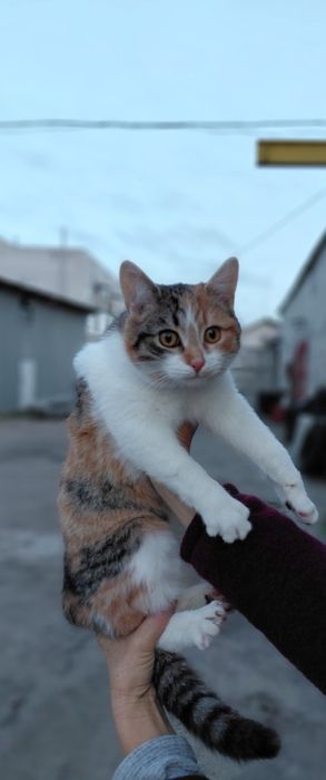 Котики в добрі руки