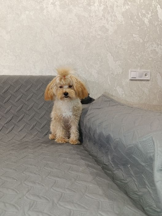 Мальтіпу міні хлопчік