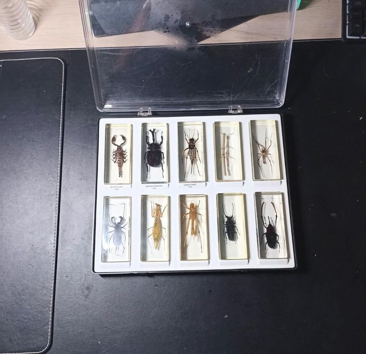 Coleção de insectos