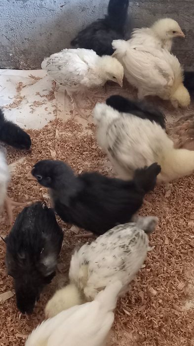 Продам Підрощені курчатка
