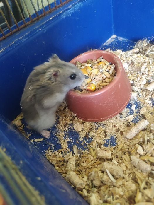 Джунгарский хомяк