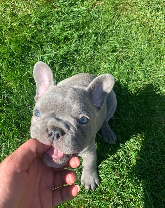 Buldog francuski Lilac lilak liliowy nie blue niebieski blekitny