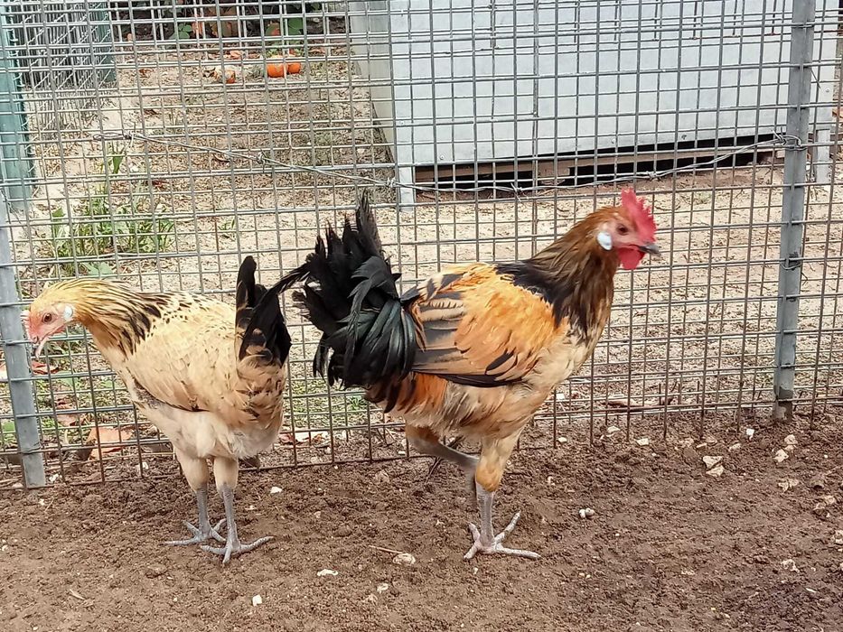 Andaluza Surenha Morucha