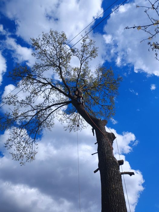 Видалення аварійних дерев. Спилювання аварійних дерев.
