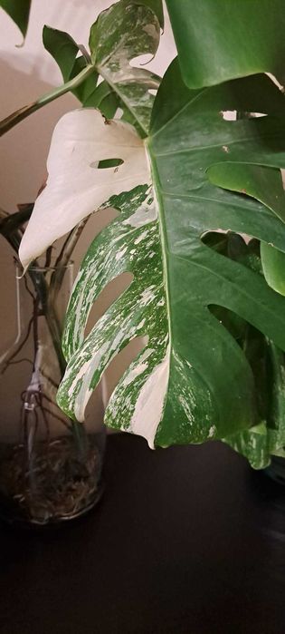 VENDO Monstera variegata envasada