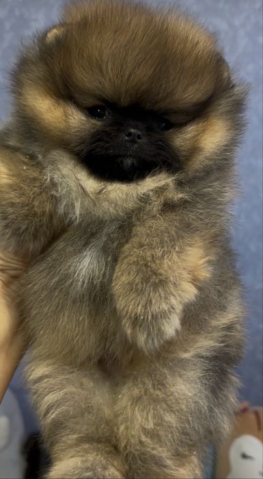 Померанський шпіц