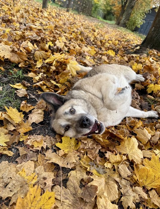 Kojot-mix owczarka i husky do adopcji
