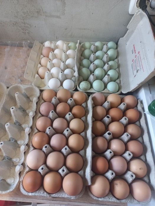 Продам інкубаційне яйце пасхальний мікс