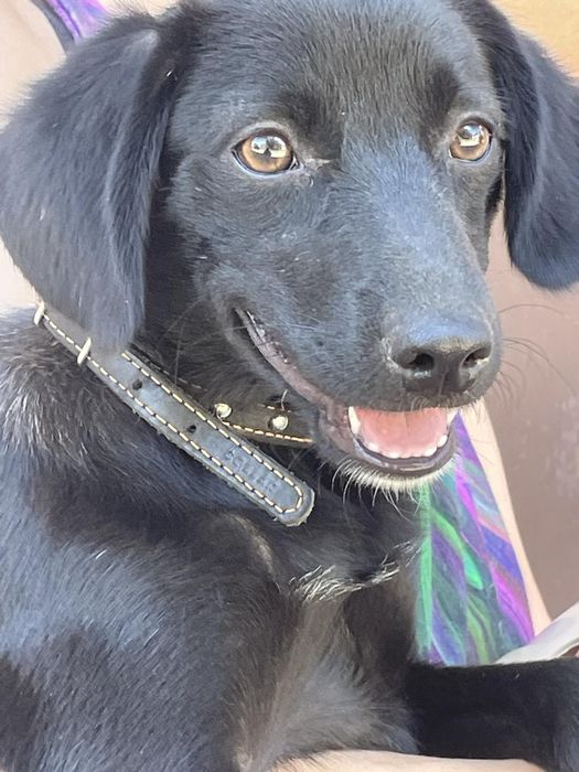 Ищу дом для маленькой собачки