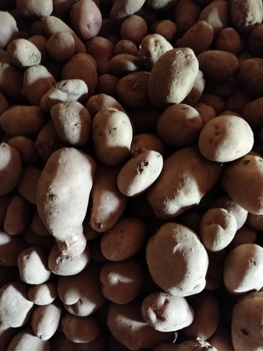 Batata produzida no sabugal