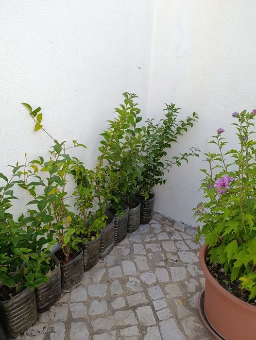 Lote 20 arbustos vedação Ligustrum japonicum