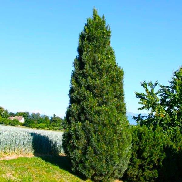 Саженцы Сосны черной Пирамидалис (Pinus nigra Pyramidalis)