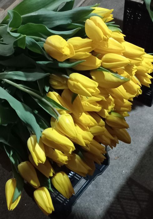 Продам тюльпани опт.