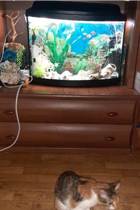 Акваріум для РИБ