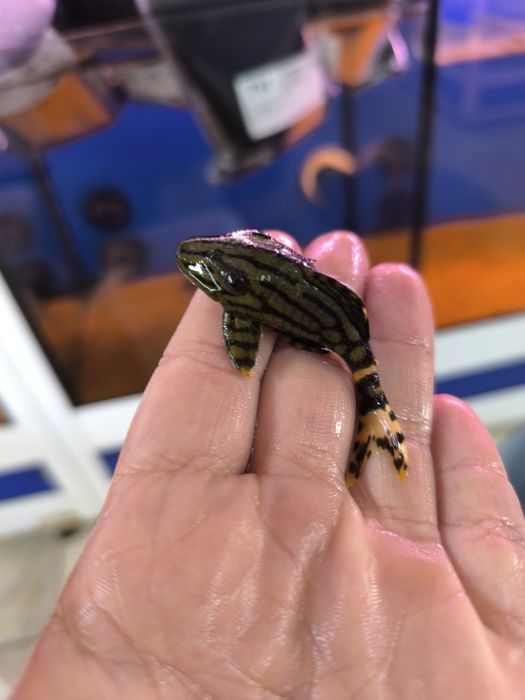 L190 Panaque Nigrolineatus