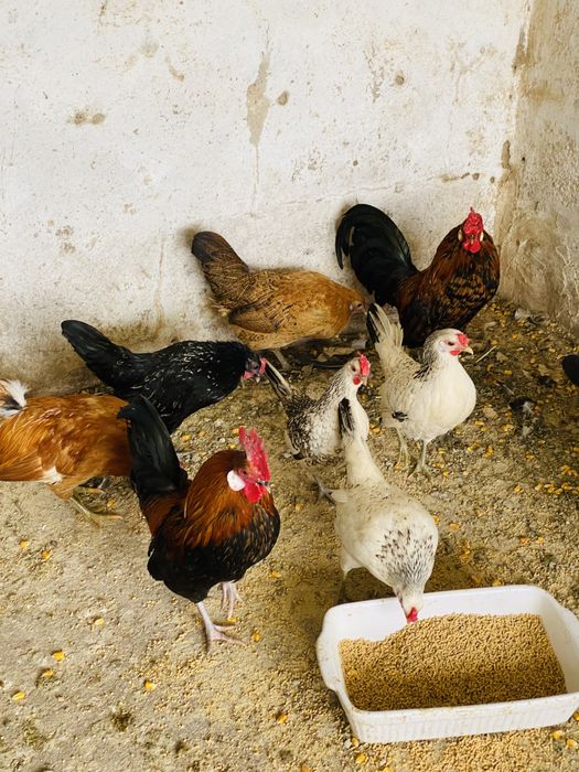 Garnizes de varias cores