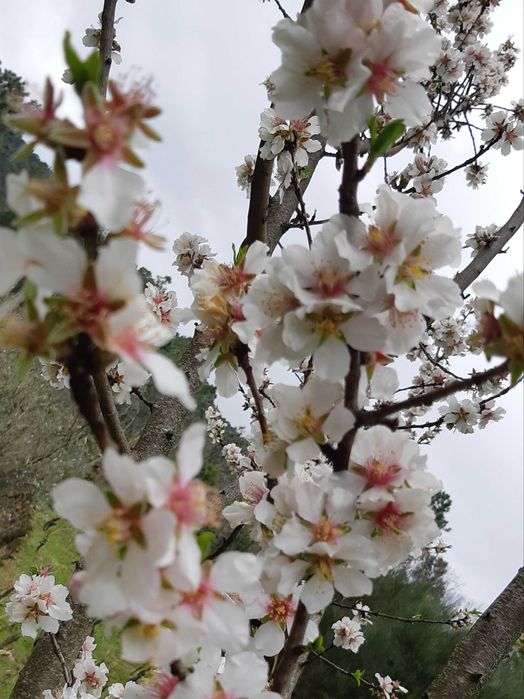 Amêndoa com e sem casca, sabor autêntico