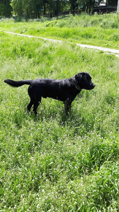 Вязка лабрадора чорного кольору