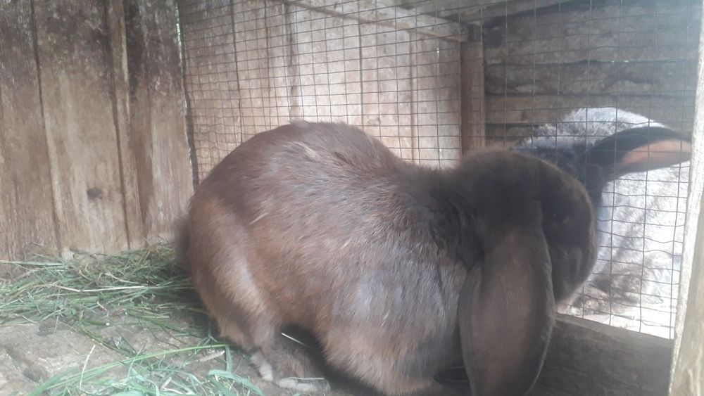 Продам кролів на розвід і тушкою.