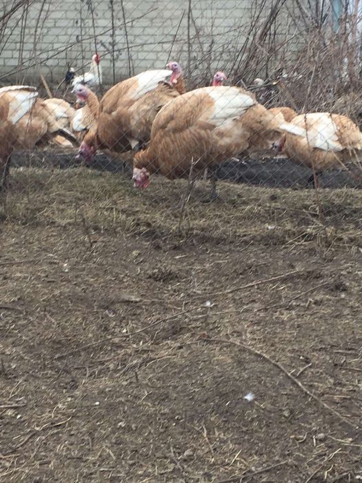 Продам інкубаційне яйце узбекских палевих індиків( индюк, индюшка)