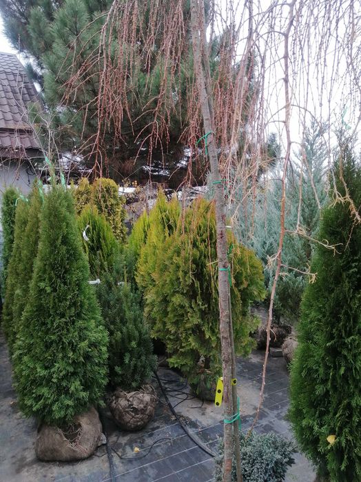 Смарагд Спартан Блю арроу