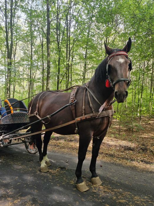 Klacz Śląska ze źrebakiem. Klacz, Źrebak, Źrebak śląski. Koń