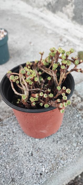 Planta Suculenta