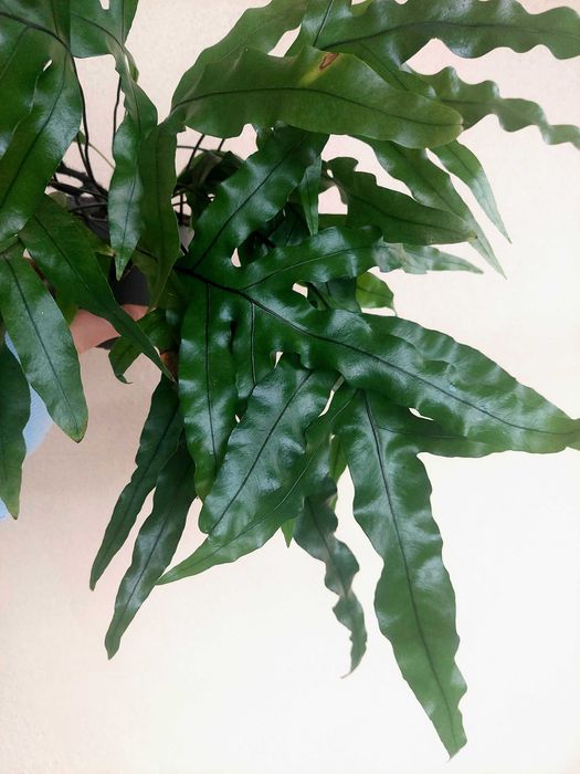 Planta Samambaia Jamaica