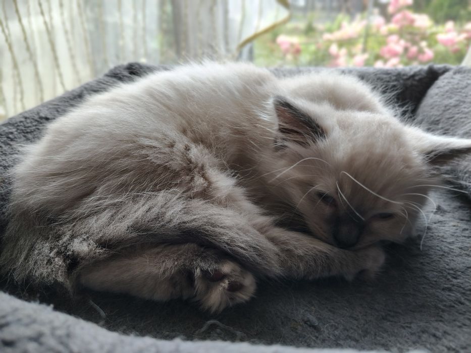 Piękny Kocurek Ragdoll