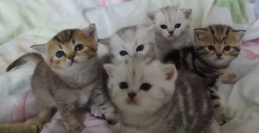 Котята шотландцы скоттиш страйт
