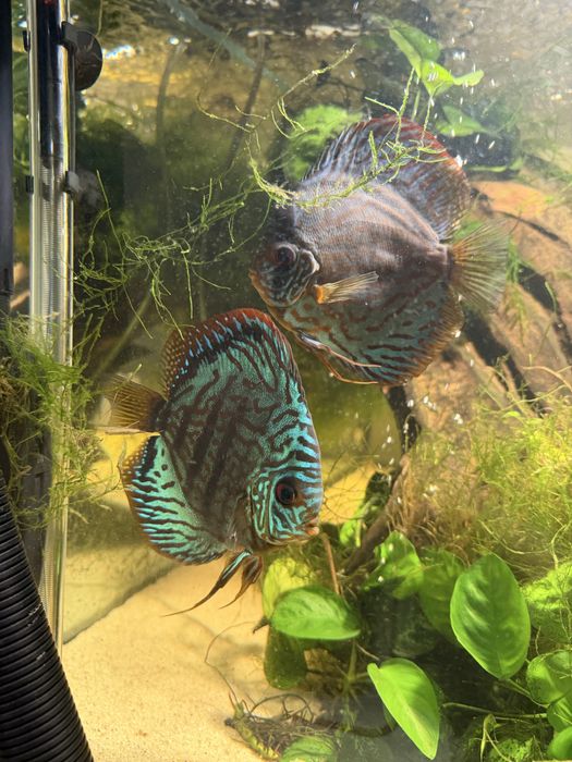 Aquário completo 300L