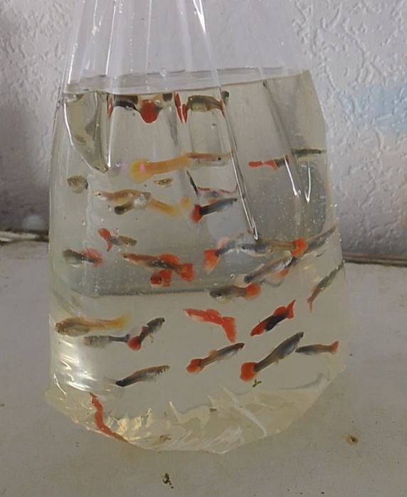 Gupik  mix różne kolory