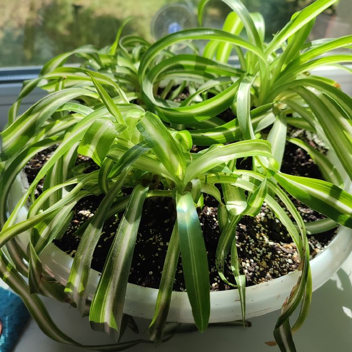 Цветок Хлорофитум кучерявый