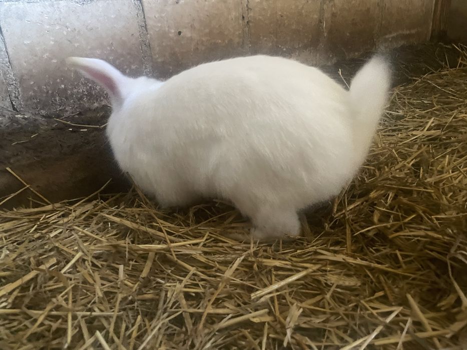 Kroliki baran francuzki