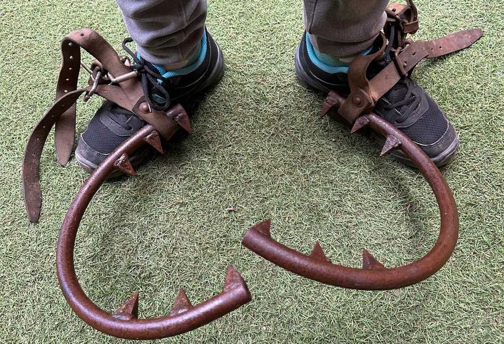 Trepadores, ganchos para subir arvores ou postes de madeira.