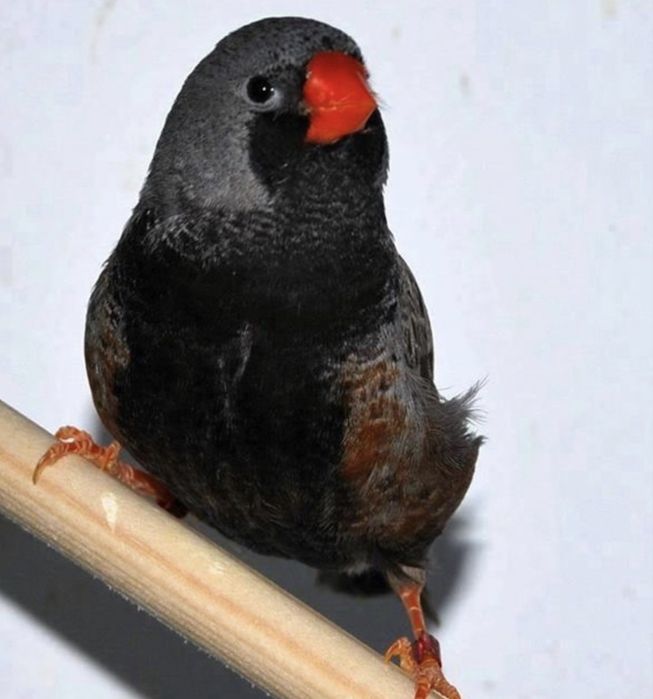 Mandarins eumos e outras mutações