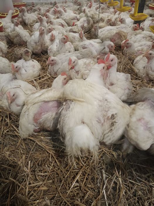 Продам домашній  бройлер живою вагою