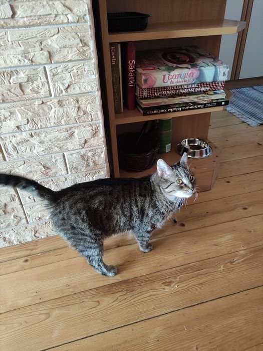 ZAGINĄŁ Zgubiła się Kotka Maddy